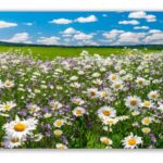 Üveg - kép infrapanel Daisy meadow (600 W) Új termék!